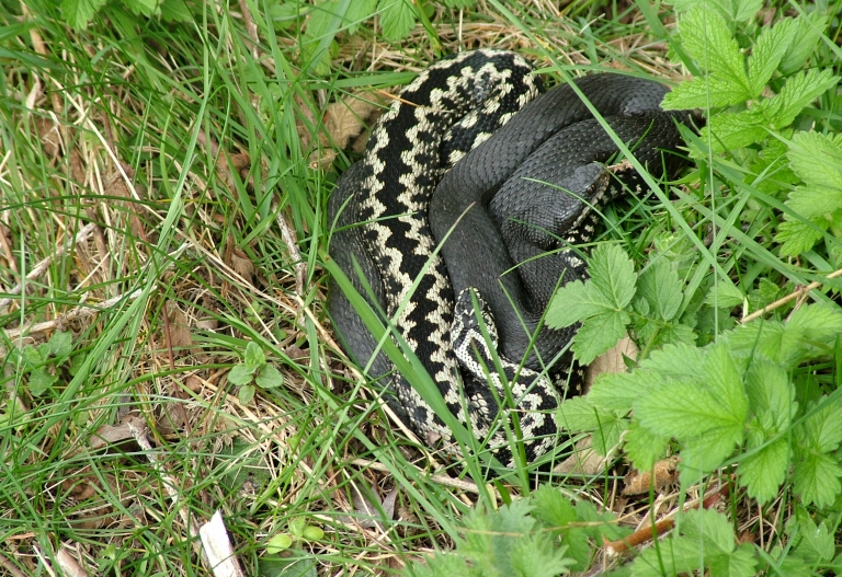 Hampshire Country Park Transformation